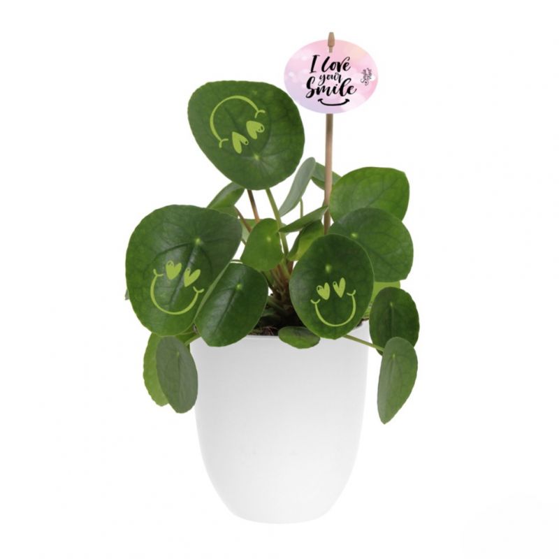 Smylieplant® - Love in keramieke pot (large), In beschermende plantensleeve