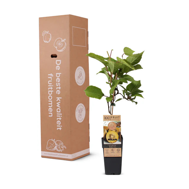 Kiwiplant, Actinidia deliciosa ‘Golden Kiwi’
