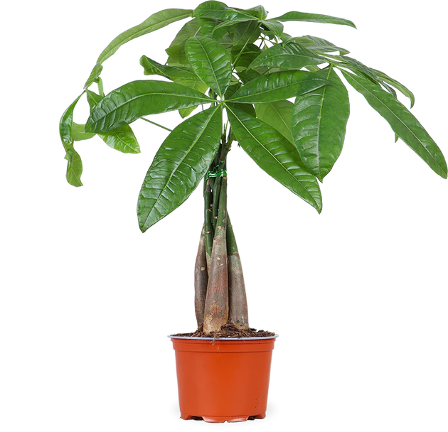 Pachira aquatica (Geldboom)