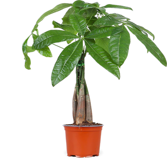 Pachira aquatica (Geldboom)