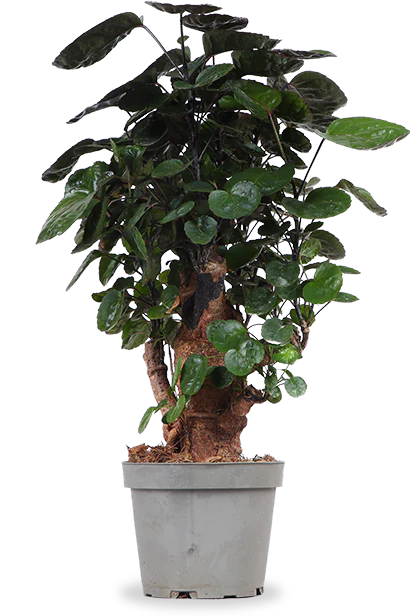 Polyscias fabian bonsai (S)