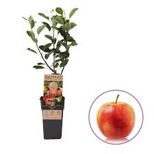 Appelboom, Malus domestica ‘Elstar’ (45 - 55 cm)